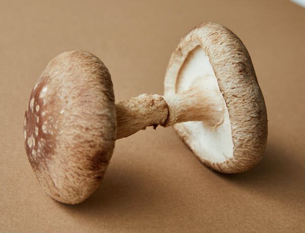 How to Choose the Right Mushroom Supplements for Your Health This 2023