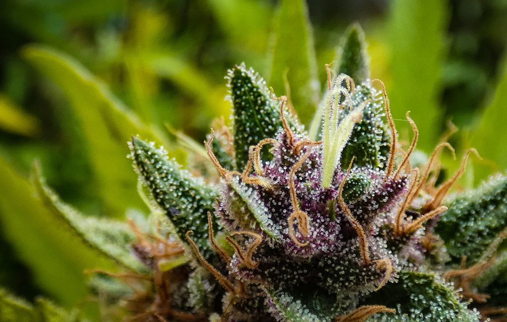 Everything You Need To Know About THCA Flower Order Online